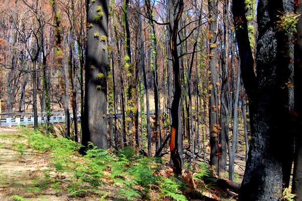 The Victorian bush showed signs of regeneration just a few months after the fire. The path of peoples' recovery will be much longer.